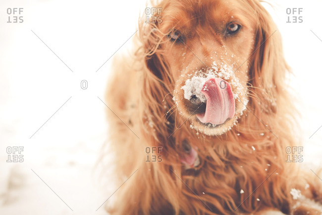 Dog licking his snowy snout