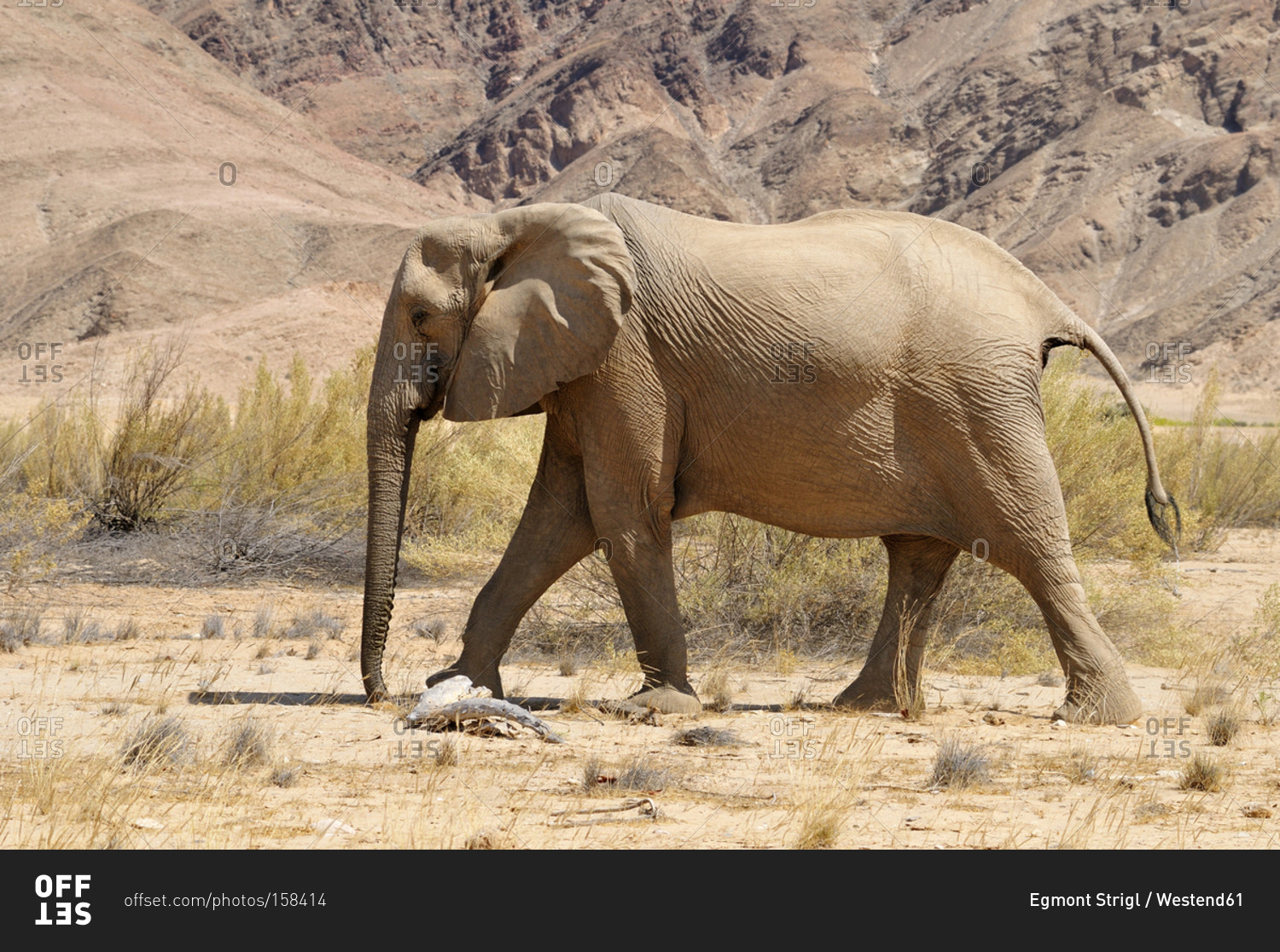Cow of rare Namibian desert elephant, Loxodonta africana, at Hoanib River
