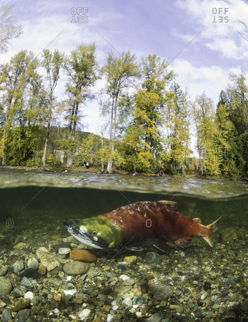 A sockeye salmon - from the Offset Collection