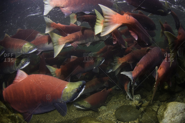 Spawning sockeye salmon - from the Offset Collection