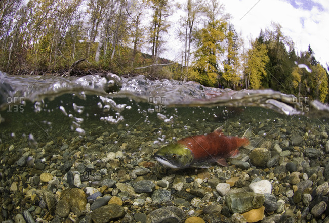 Spawning sockeye salmon going upstream