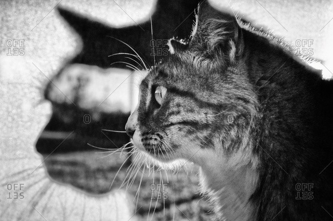 A cat looks out a window