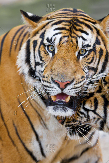 This is a tiger portrait. This menacing tiger have great orange