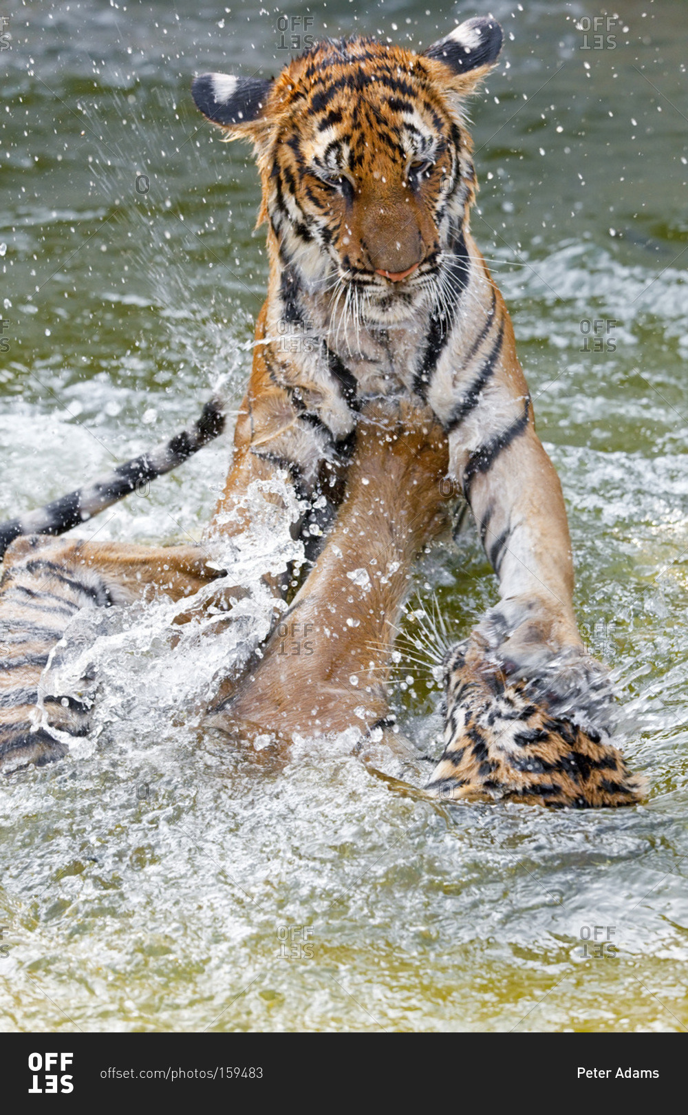 Indochinese tigers wrestling in a river in Thailand