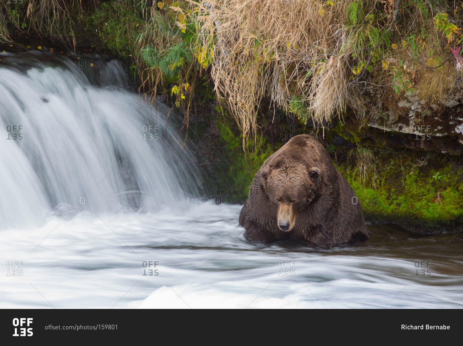 A coastal brown bear fishes in a river