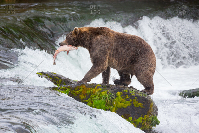 A coastal brown bear carries a salmon in a river