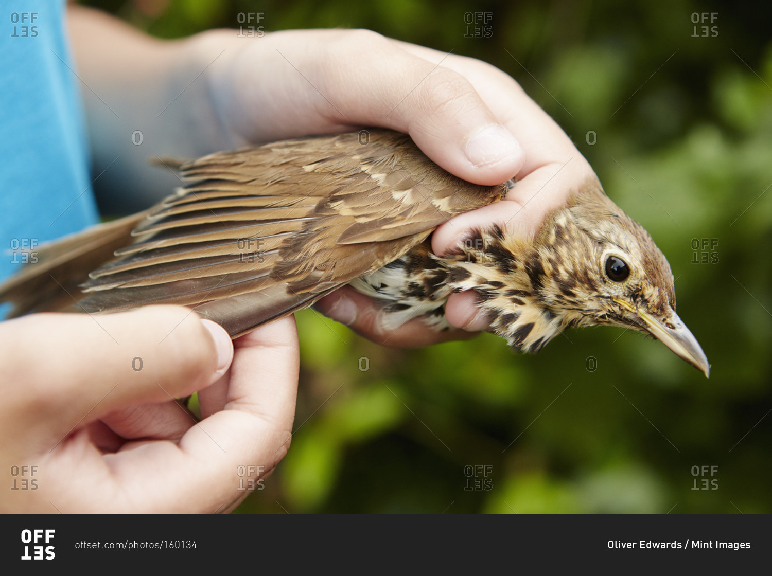 A girl holding a wild bird carefully in her hands checking the wing