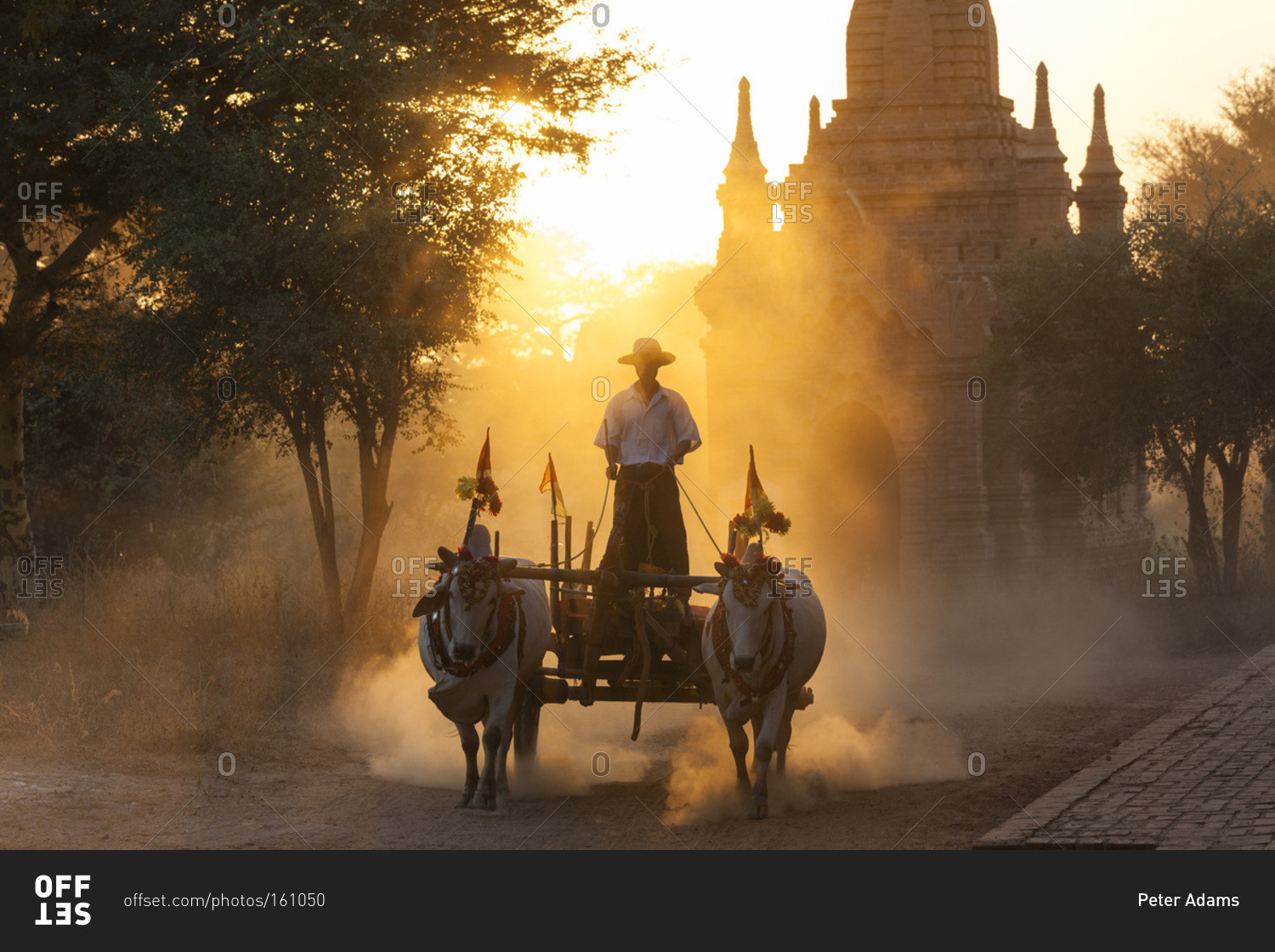 Bullock cart at sunset in Bagan, Myanmar