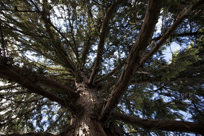 Cypress tree in Switzerland