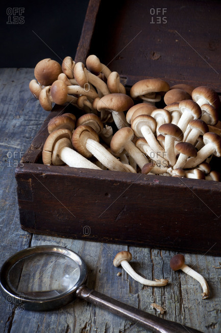 Fresh picked mushrooms in vintage wooden box