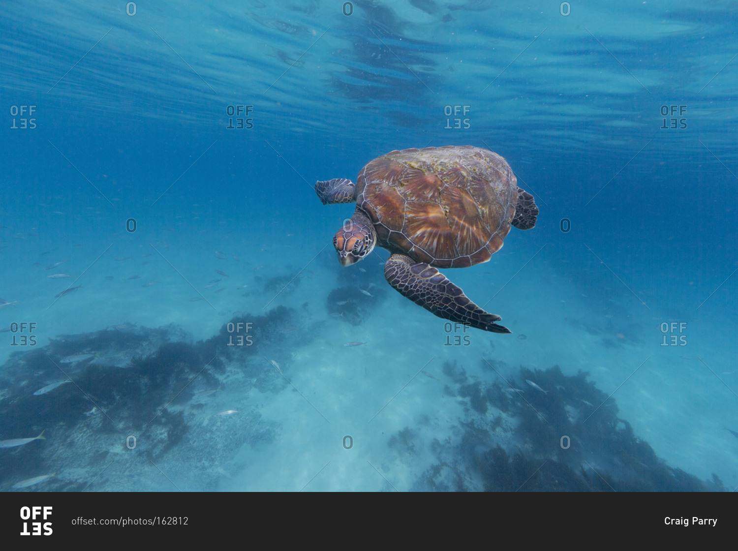 Turtle swimming along underwater