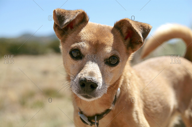 Cute Puppy With Folded Ears Stock Photo Offset