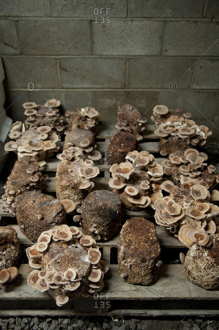 Shiitake mushrooms growing in indoor mushroom farm