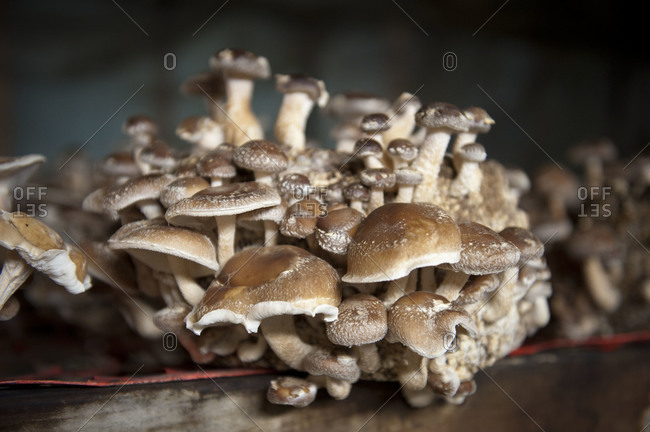 Mushrooms Mycelium Champignon Mushrooms Growing Stock-foto