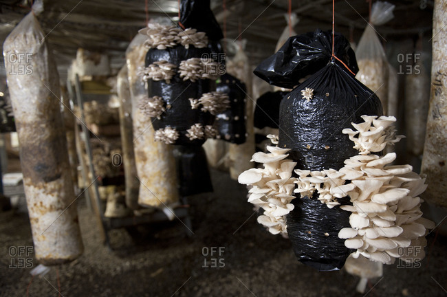 Oyster mushrooms growing in hanging bags full of spore inoculated hay