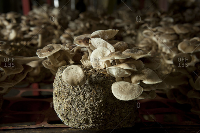 Close up of a log growing shiitake mushrooms in a mushroom farm