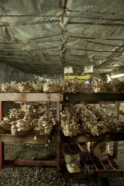 Interior of a mushroom farm with shelves of mushrooms growing on logs