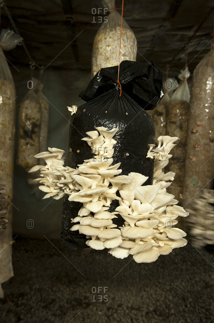 Oyster mushrooms grow from a hanging bag of hay in a mushroom farm