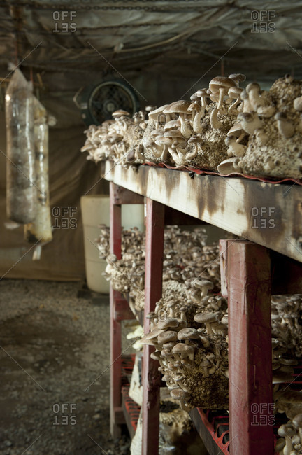 Clumps of shiitake mushrooms growing on shelves in a mushroom farm