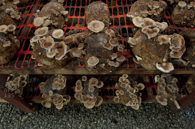 Looking down on shelves of shiitake mushrooms growing on a mushroom farm