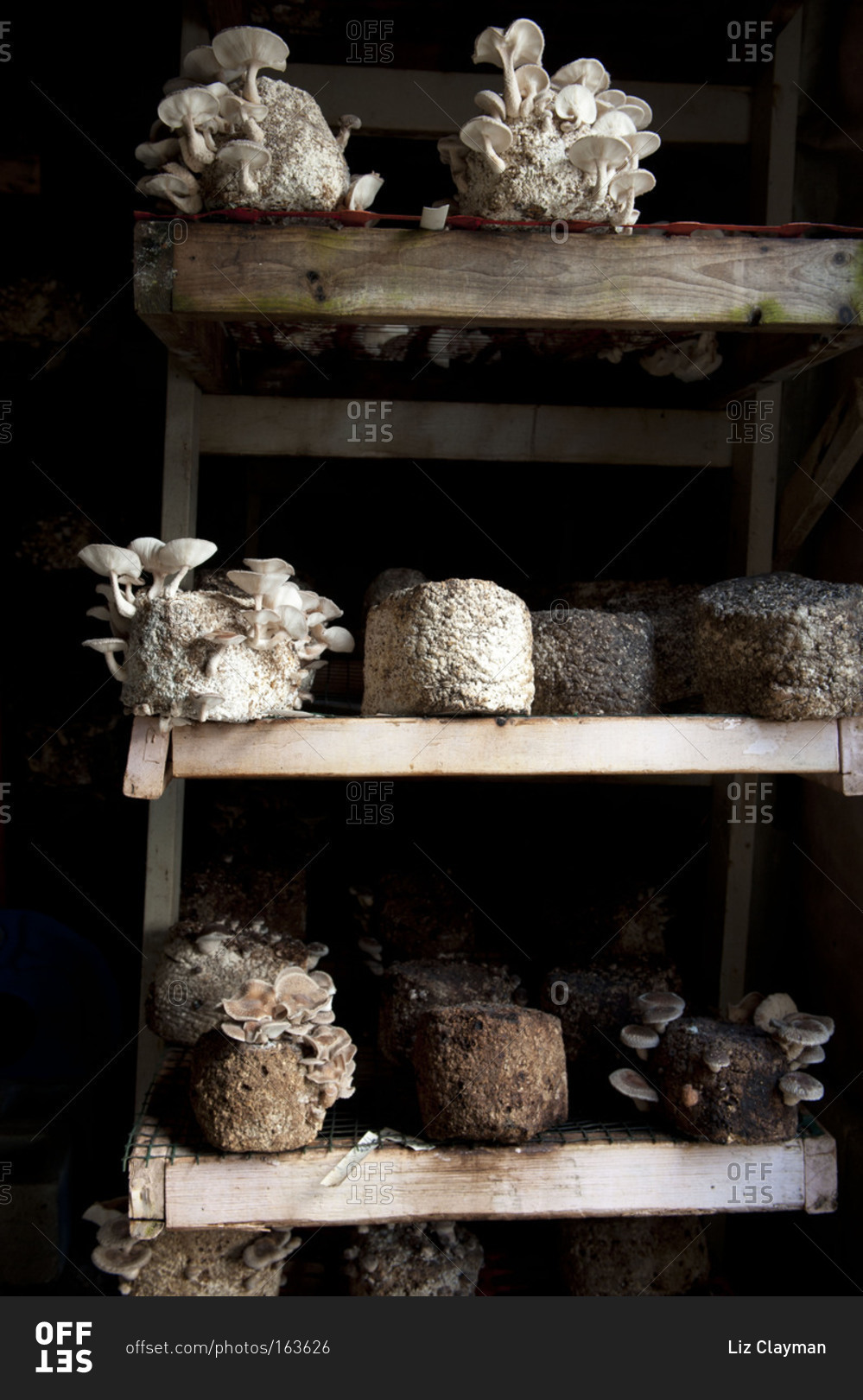 Shiitake mushrooms growing on shelves in mushroom barn stock photo OFFSET