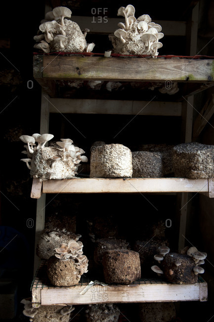 Shiitake mushrooms growing on shelves in mushroom barn