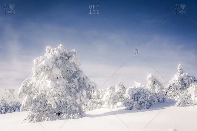 Snow covered trees at Black forest, Baden-Wuerttemberg, Germany