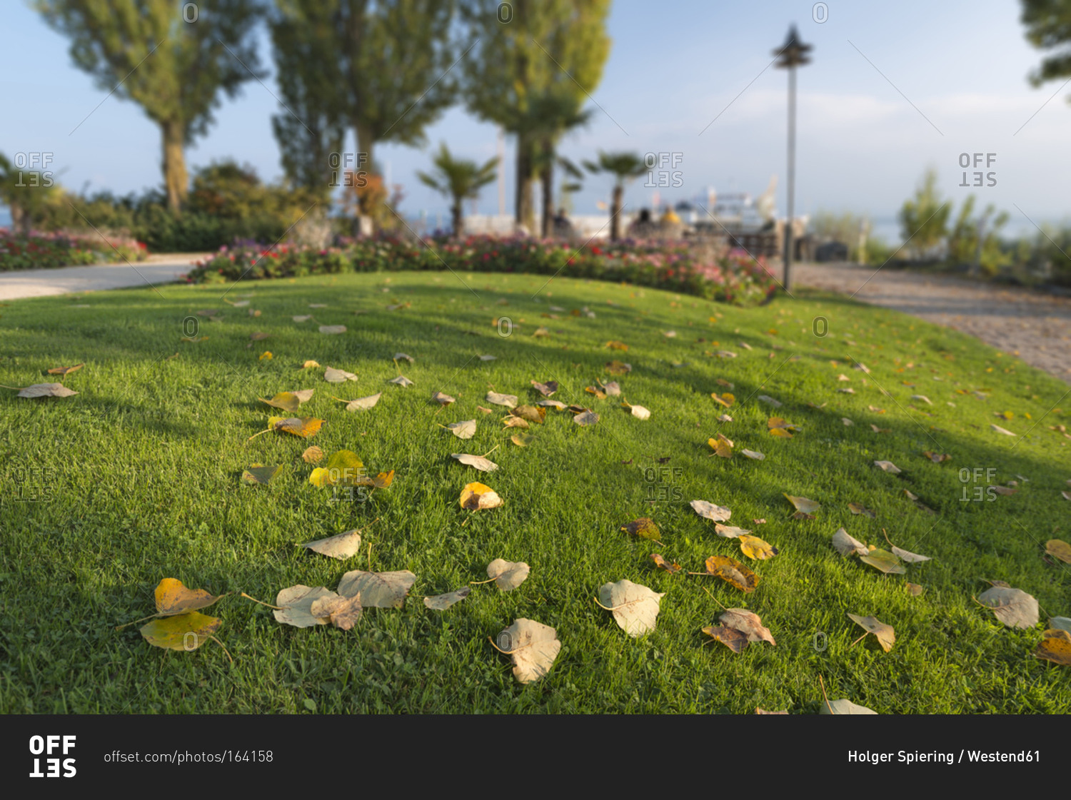Autumn leaves at lakeside promenade stock photo -
OFFSET