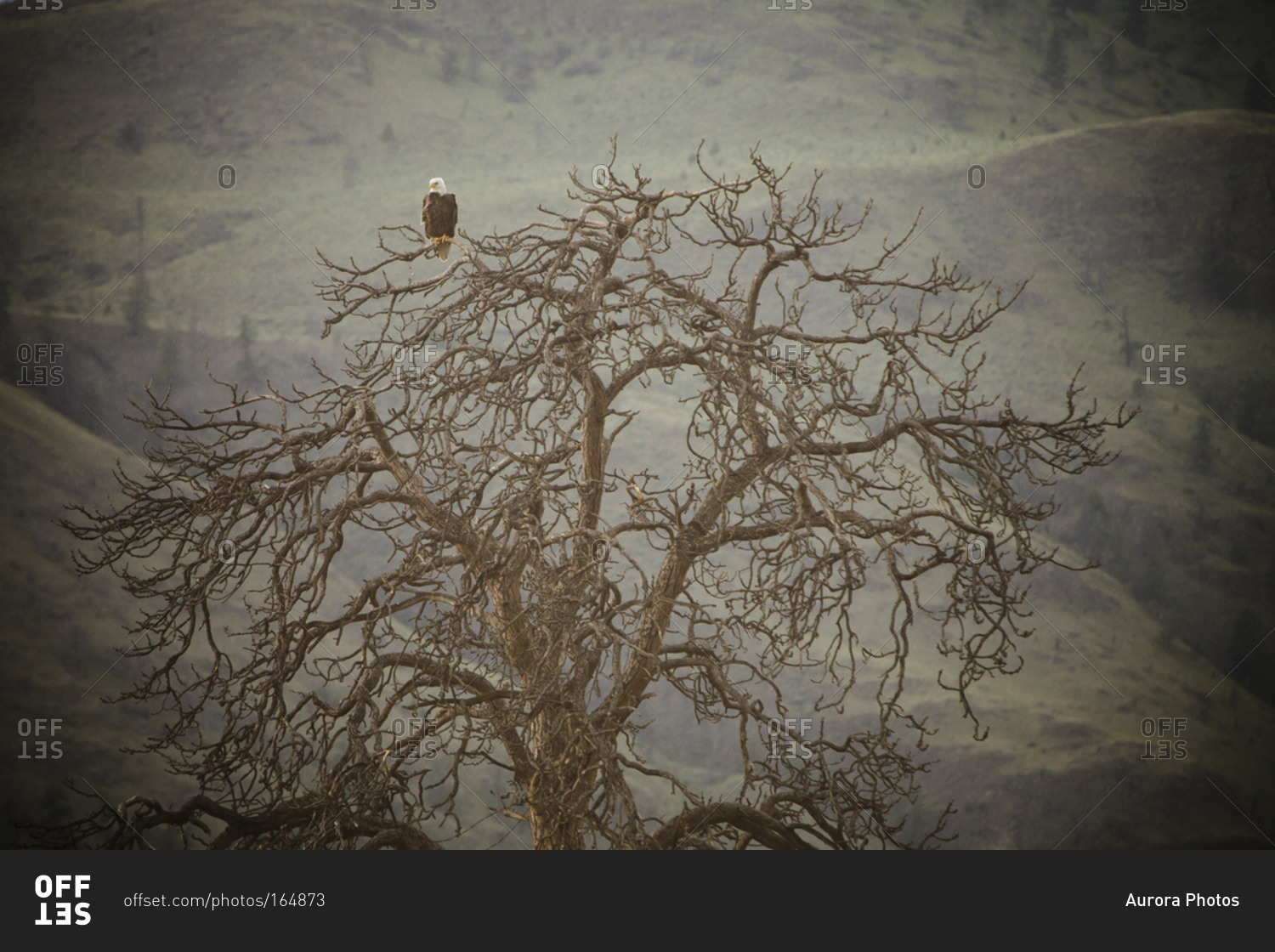 A Bald Eagle sits on a gnarly old Ponderosa Pine Tree on the shore of Kamloops Lake, British Columbia, Canada
