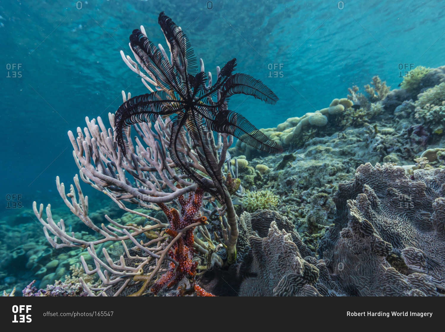 Hard and soft corals and crinoid underwater on Sebayur Island, Komodo Island National Park, Indonesia