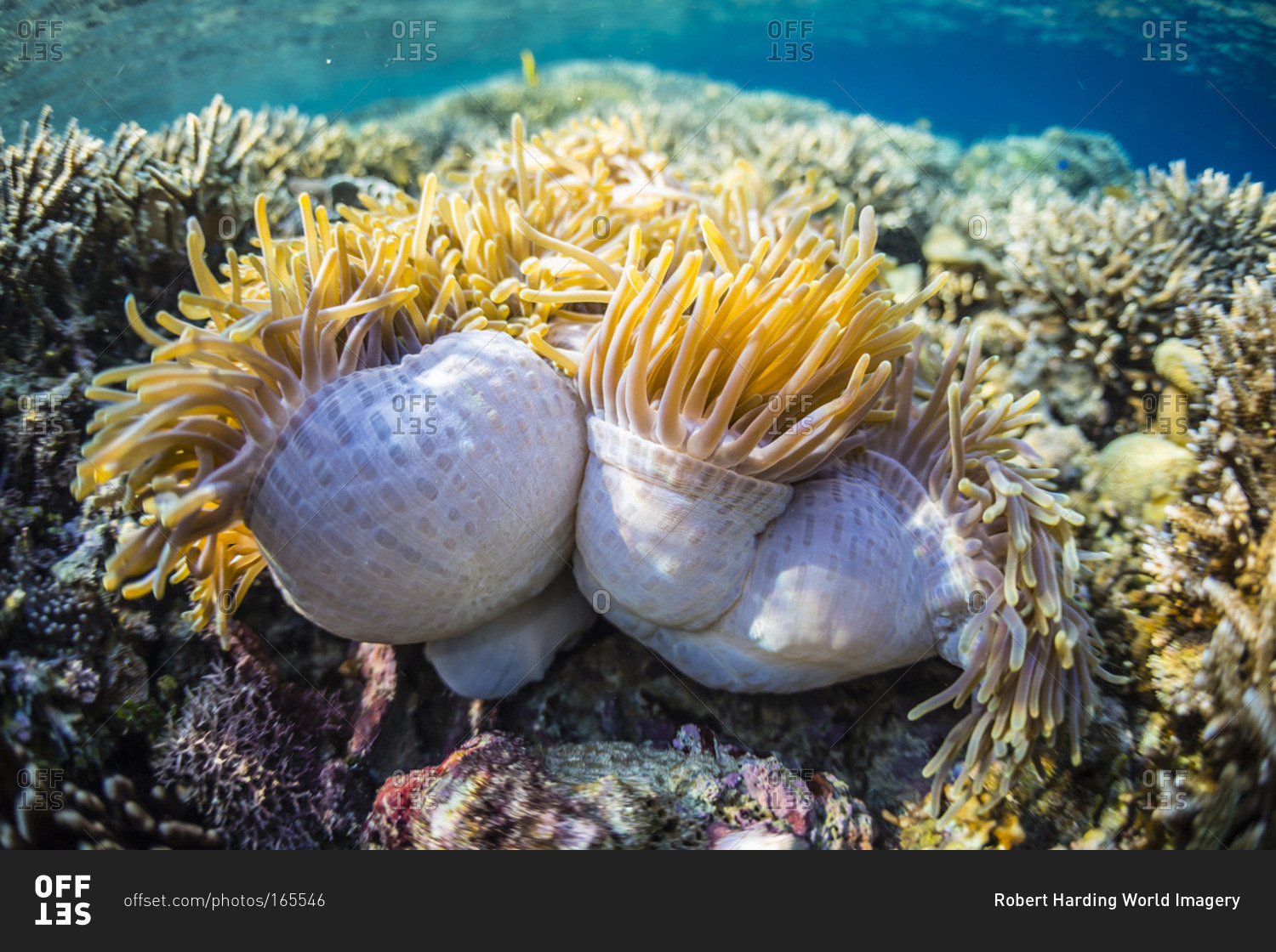 Hard and soft corals and anenomes underwater on Sebayur Island, Komodo Island National Park, Indonesia