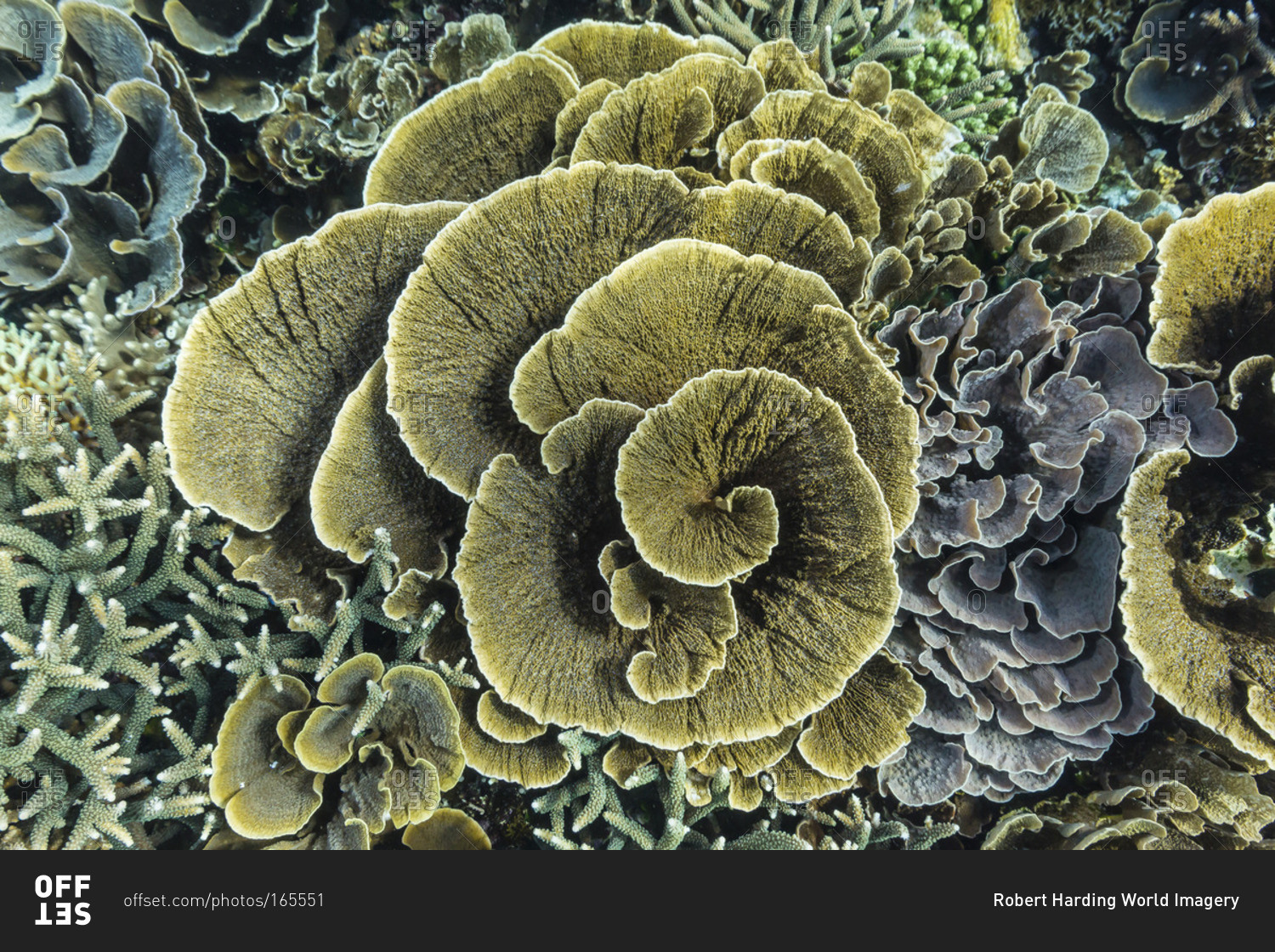 A profusion of hard and soft coral underwater on Siaba Kecil, Komodo Island National Park, Indonesia