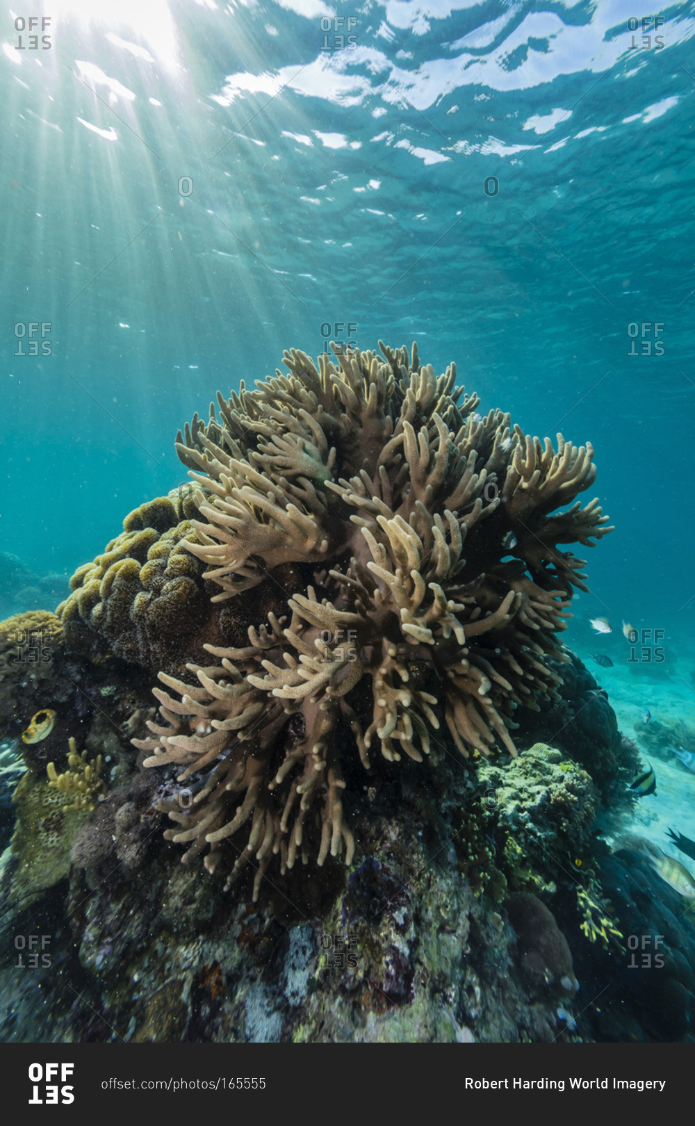 A profusion of hard and soft coral underwater on Tengah Besar Island, Komodo Island National Park, Indonesia