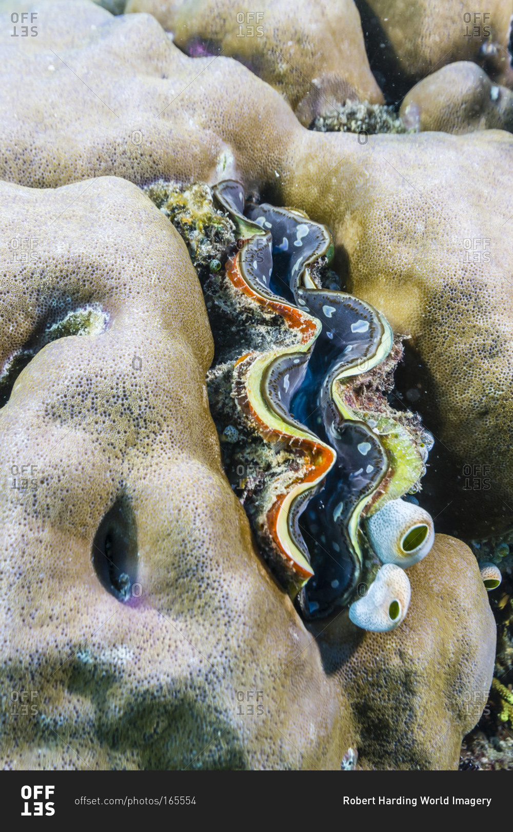 A profusion of hard and soft coral with a giant clam underwater on Tengah Besar Island, Komodo Island National Park, Indonesia