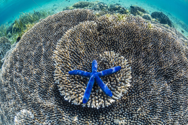 Hard and soft corals and sea star underwater on Sebayur Island, Komodo Island National Park, Indonesia