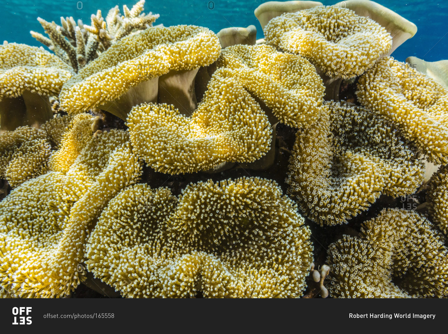 Hard and soft corals and reef fish underwater on Sebayur Island, Komodo Island National Park, Indonesia