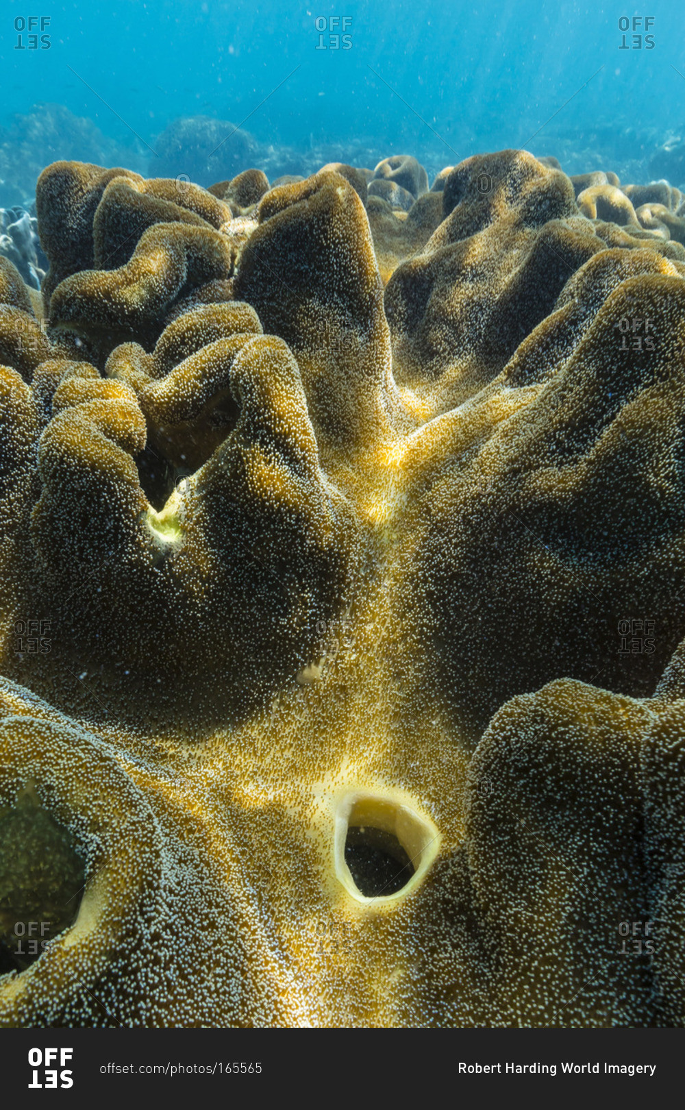 Hard and soft corals on underwater reef on Jaco Island, Timor Sea, East Timor