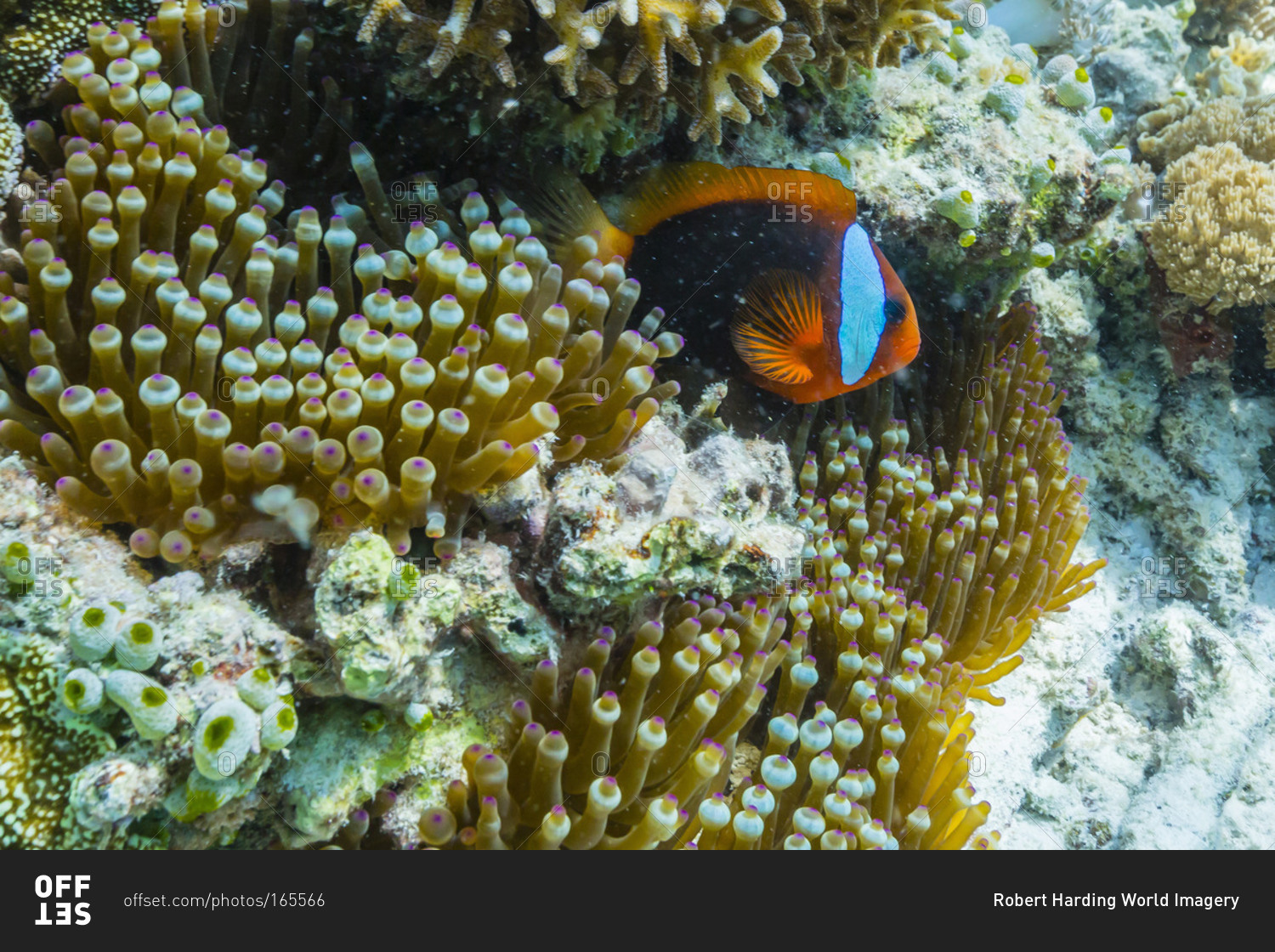 Anemonefish in anemone on underwater reef on Jaco Island, Timor Sea, East Timor