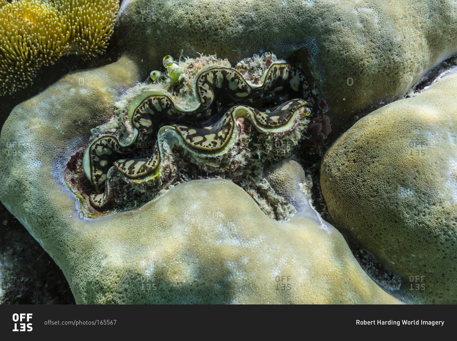 Hard and soft corals and tridacna clam on underwater reef on Jaco Island, Timor Sea, East Timor