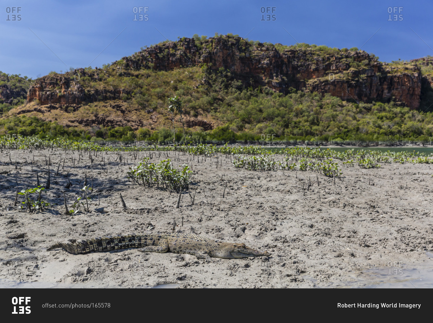 An adult wild saltwater crocodile (Crocodylus porosus) on the banks of the Hunter River in Mitchell River National Park, Kimberley, Western Australia, Australia