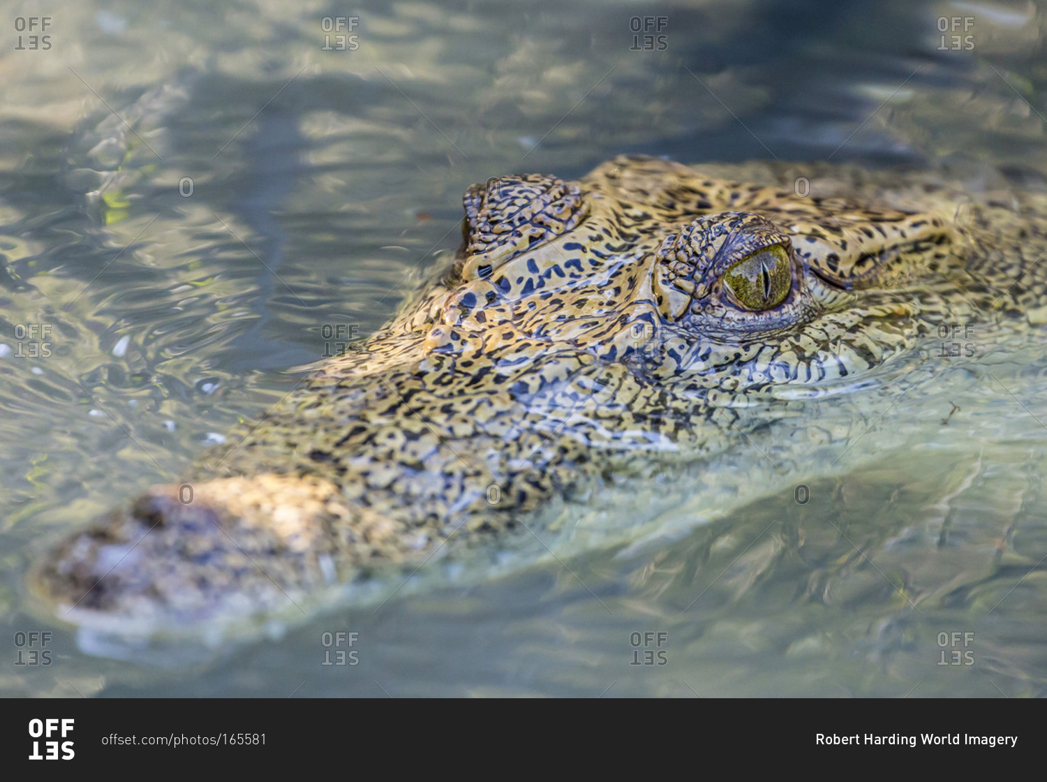 Wild saltwater crocodile (Crocodylus porosus) head detail in porous creek on the Hunter River, Mitchell River National Park, Kimberley, Western Australia, Australia