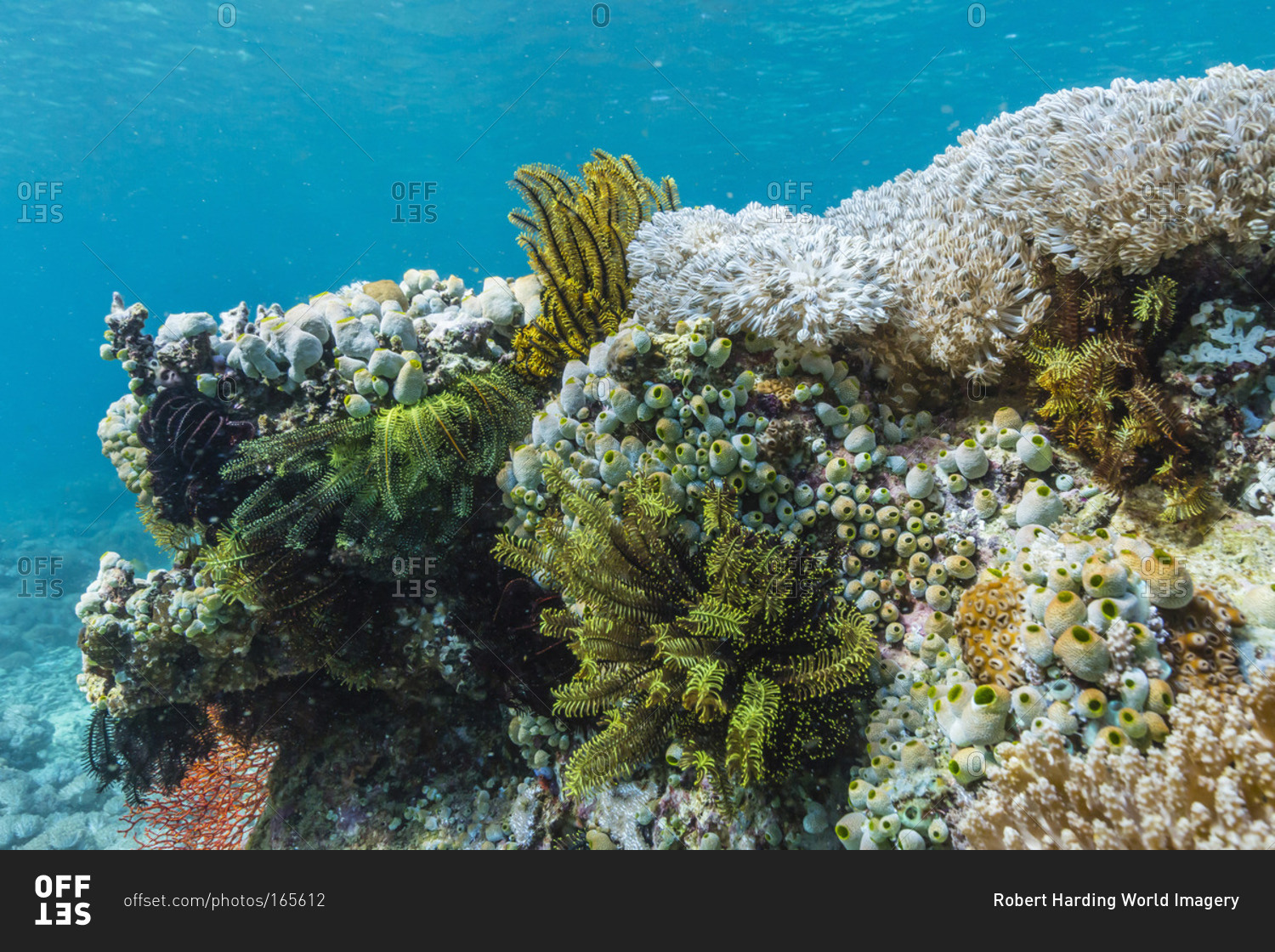 Underwater reef system on pink sand beach, Komodo National Park, Komodo Island, Indonesia