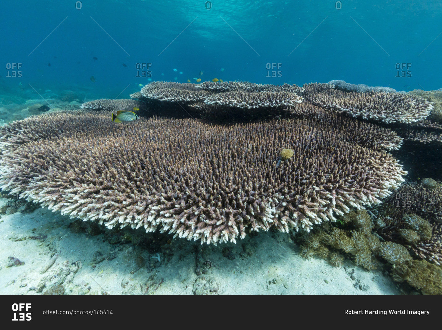 Underwater reef system on pink sand beach, Komodo National Park, Komodo Island, Indonesia