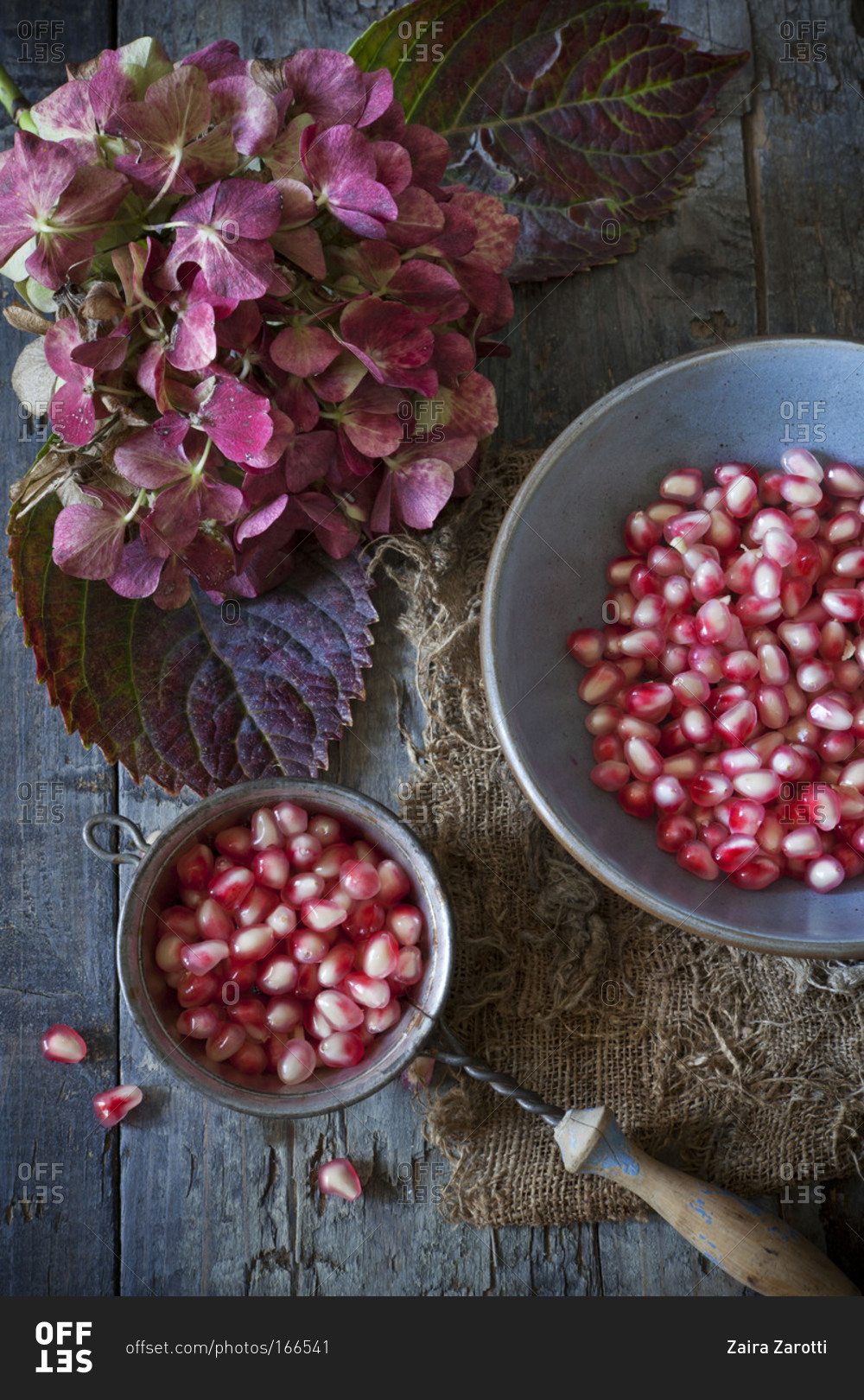 Still life from above of pomegranate seeds and hydrangea