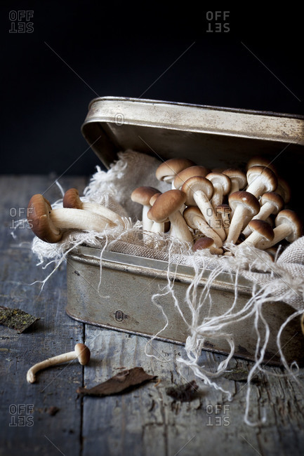 Still life of mushrooms in a tin