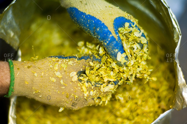 Person separating hops in brewery
