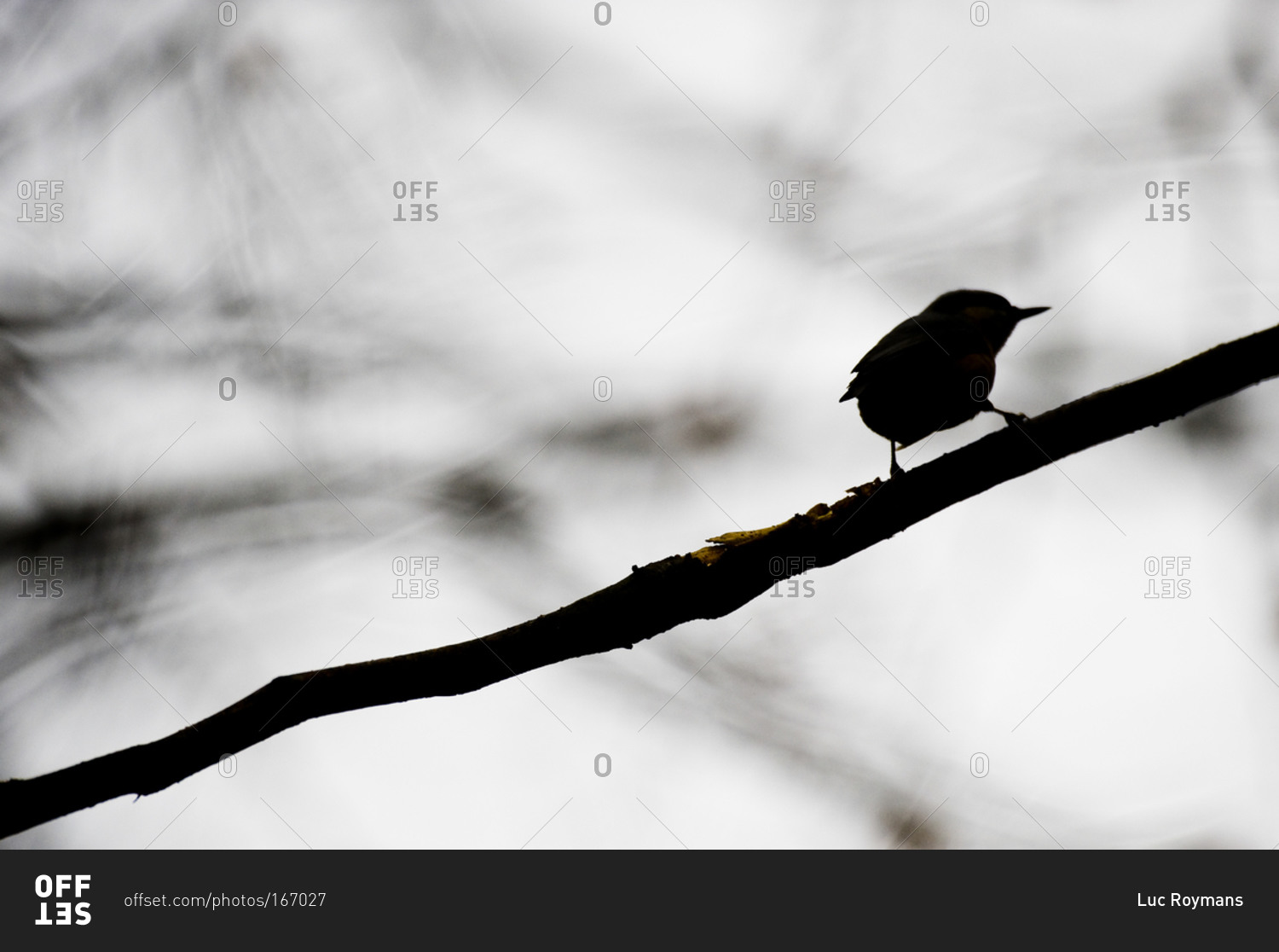 Silhouette of a bird on a bare twig