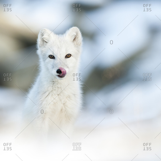 Watchful arctic fox in rural Norway