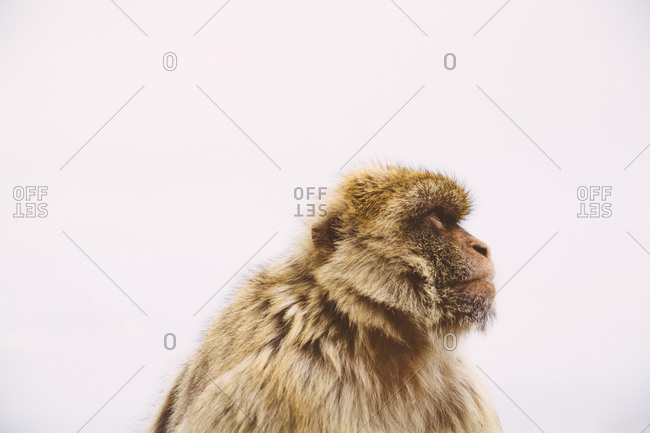 Watchful monkey in Gibraltar, Spain