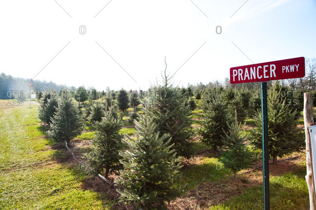Accord, NY, USA - November 21, 2012: Christmas tree plantation in Accord, NY, USA
